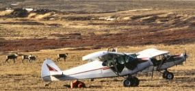 Planes and caribou